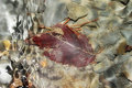 Leaf on Riverbed