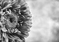 B&W Flower with Texture