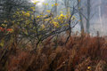 In the Woods in Autumn