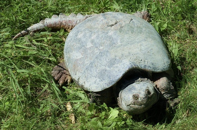 Snapping Turtle 1