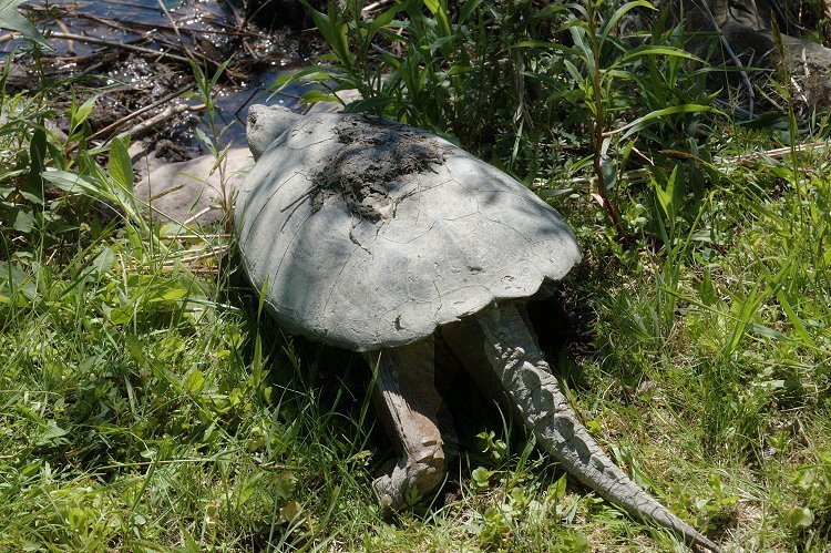 Snapping Turtle 2