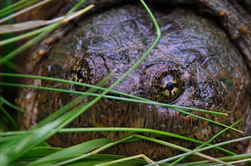 Snapping Turtle 3