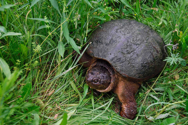 Snapping Turtle 4