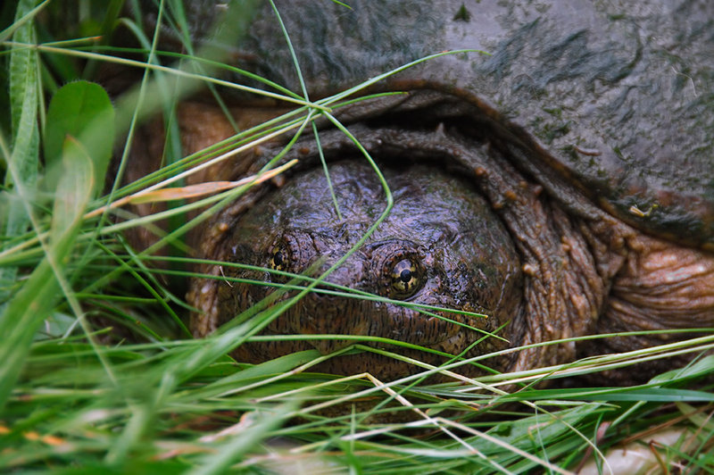 Snapping Turtle 5
