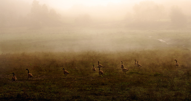 Geese in Fog