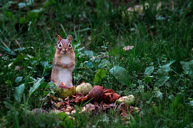 Chipmunk with Apple Stash