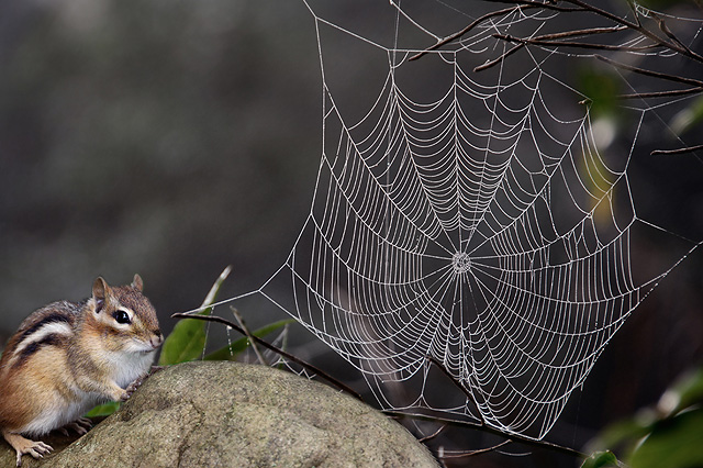 Chipmunk and Giant Spider Web
