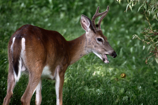 White-Tail with Falling Apple... Oops!