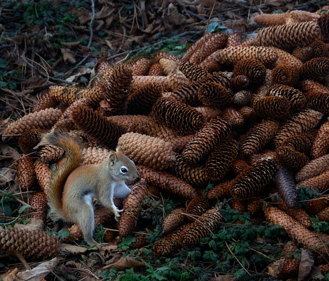 Squirrel Gathering Pine Cones 1