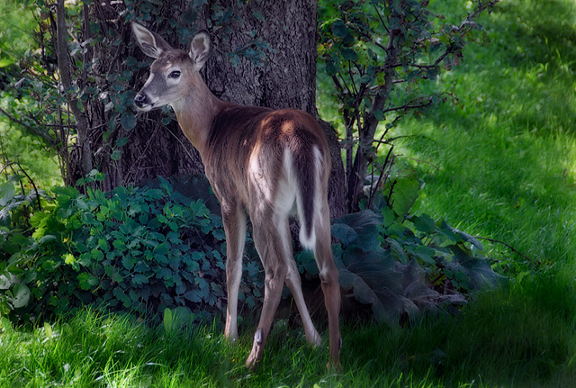 Deer under Backyard Tree