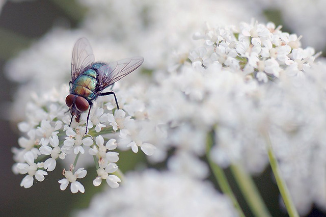 Fly on White Buds