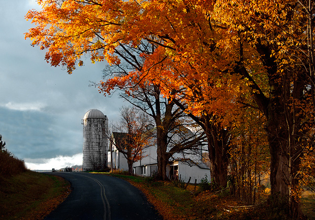 Barn with Golden Leaves