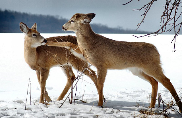 Young Deer Playing