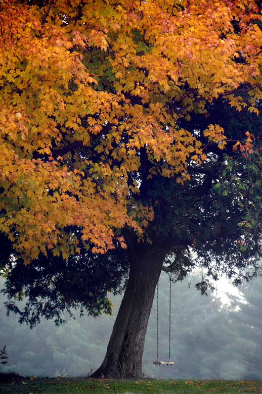 Tree Swing