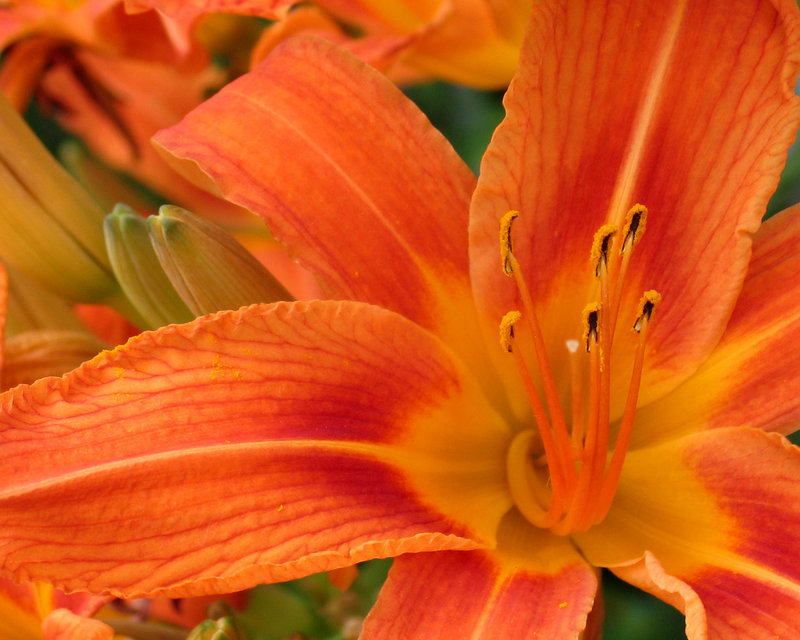 Beautiful Orange Tigerlily.jpg