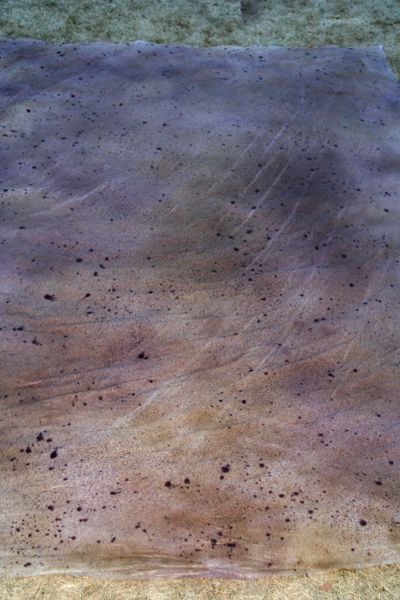 backdrop.jpg