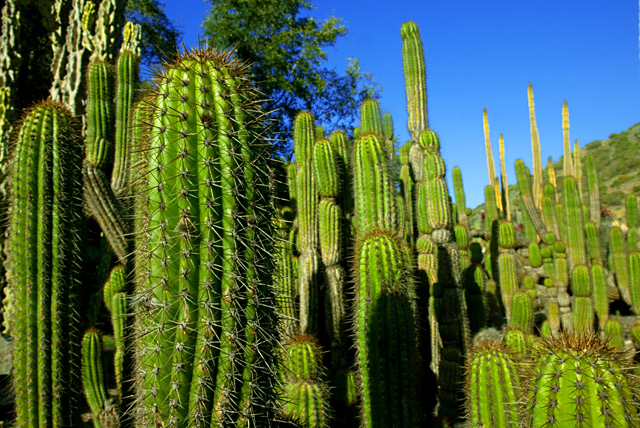 Cactus City