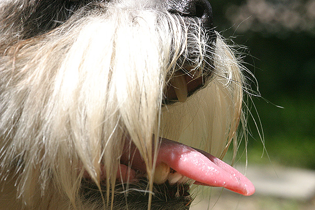 Falcor