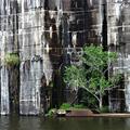 Tree in the Lock