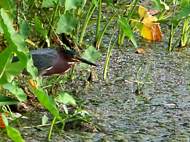 hunting bird
