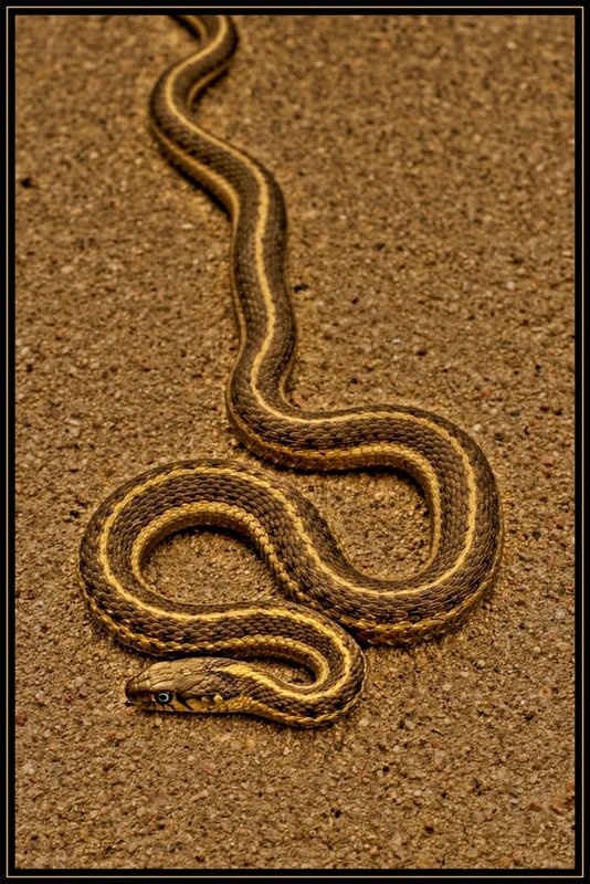 snake
