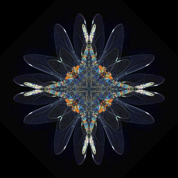 dragonfly360.jpg