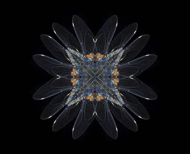 dragonfly360 no tail.jpg