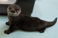 Baby Otter