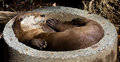 Otter Get Some Sleep