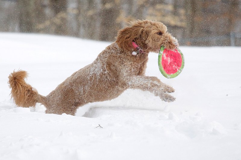The Abominable Snowdog