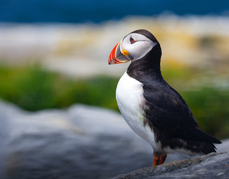 Puffin