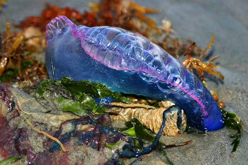 Man Of War