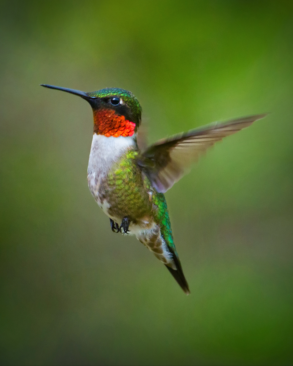 Featherweight