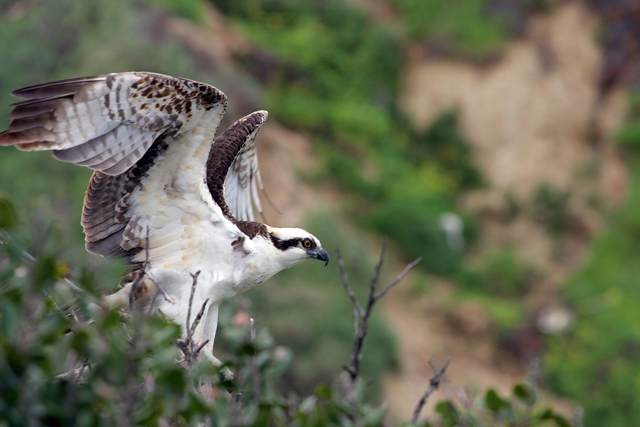 Wild Osprey