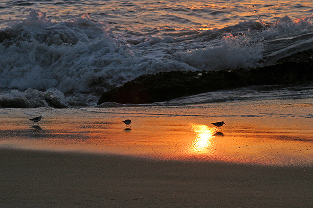 Sandpipers