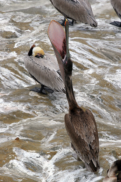 Pelican Pouch