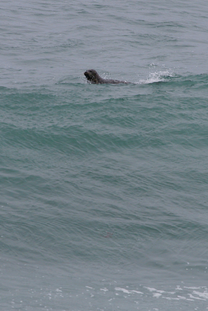 Surfing Seal