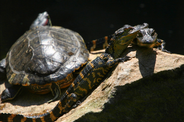 Sunbathers