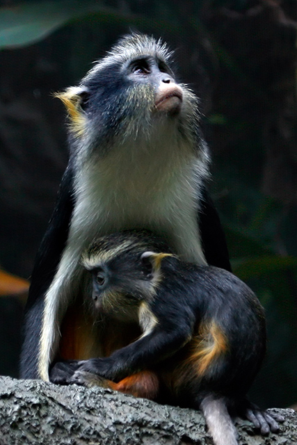 Capuchins