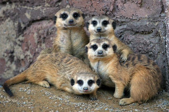 Family Portrait