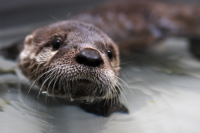 You Otter See This!