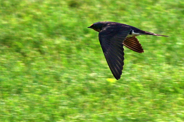 Swallow-in-Flight.jpg
