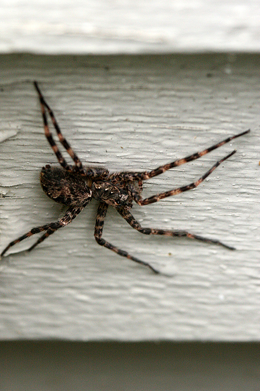 WolfSpider.jpg