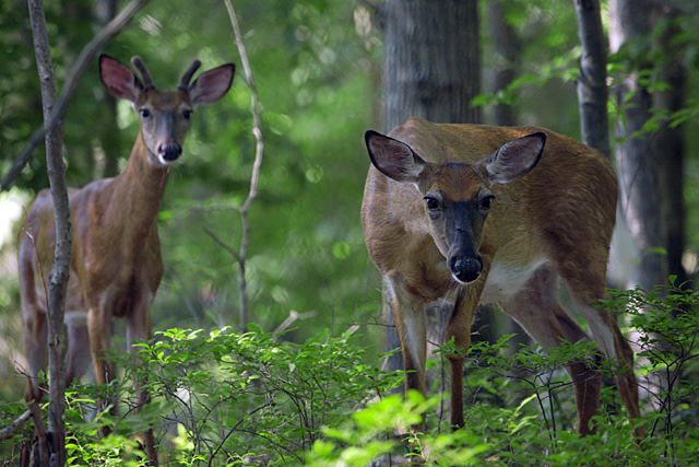 Visitors