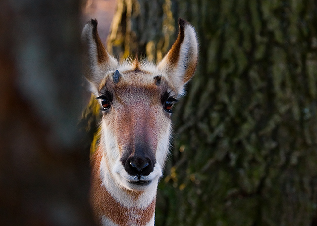 Forest Pronghorn