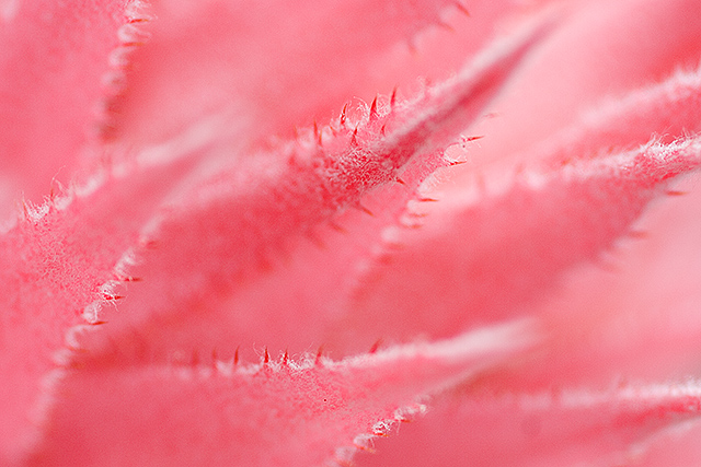 Spiny