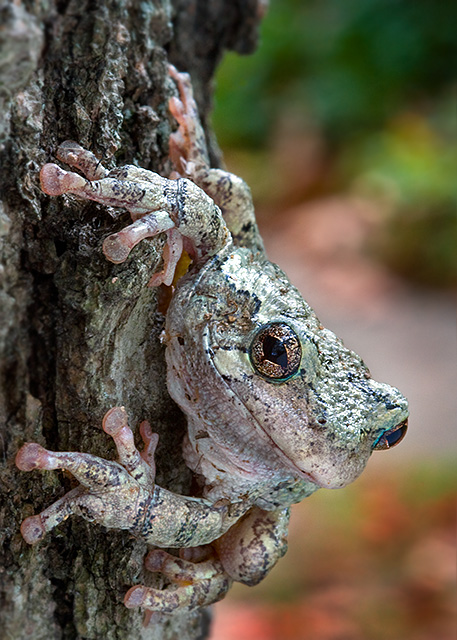 Tree Hugger