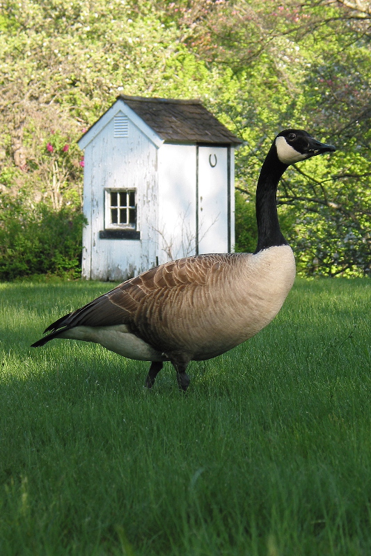 Goose.jpg