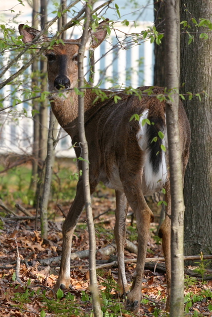 Backyard Visitor.JPG