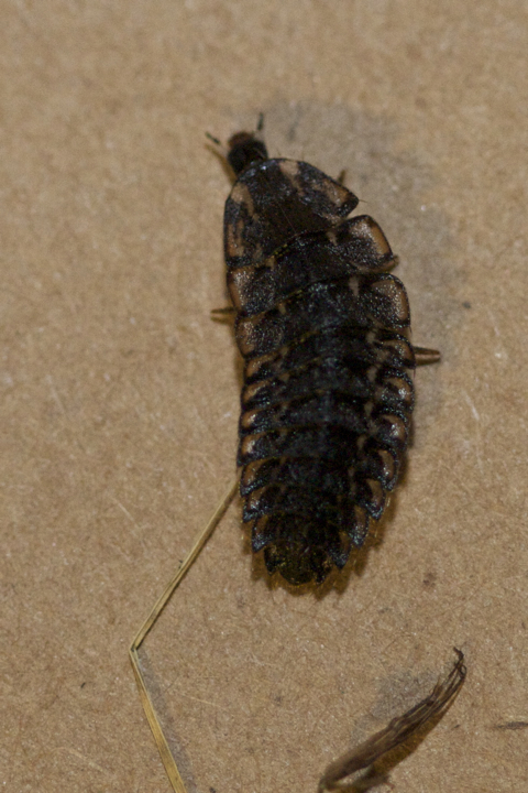 Lampyridae1.jpg